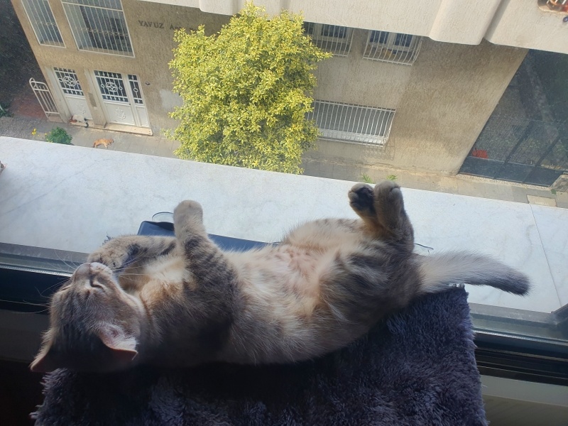 Scottish Fold, Kedi  Leyla fotoğrafı