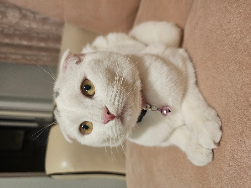 British Shorthair, Kedi  Balım fotoğrafı