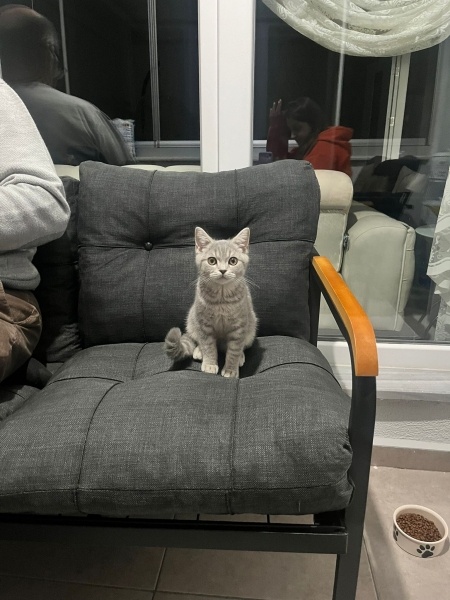 British Shorthair, Kedi  Behlül fotoğrafı