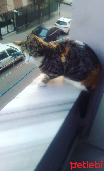 Tekir Kedi, Kedi  Lesi fotoğrafı