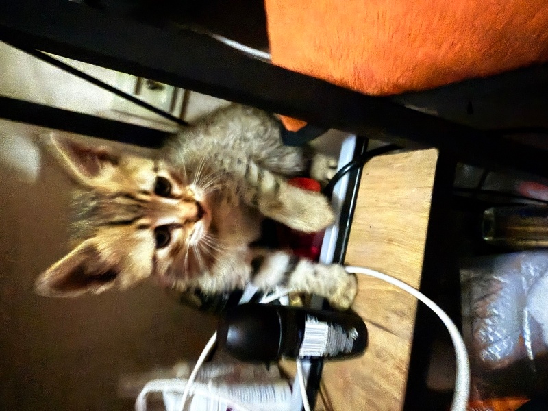 Tekir Kedi, Kedi  Şakir fotoğrafı