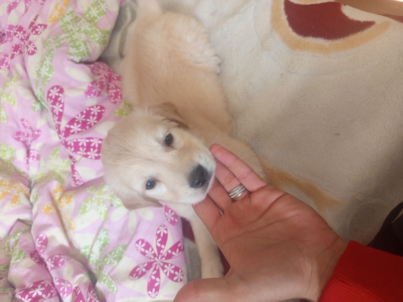 Golden Retriever, Köpek  Lily fotoğrafı