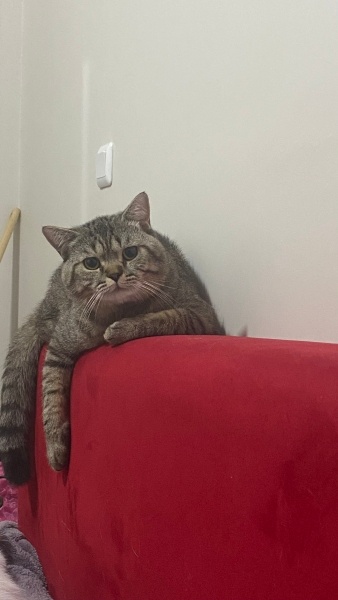 British Shorthair, Kedi  İsim koymadım fotoğrafı