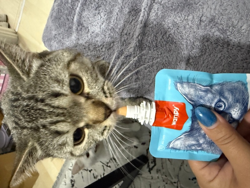 British Shorthair, Kedi  İsim koymadım fotoğrafı