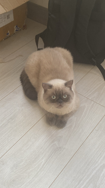 British Shorthair, Kedi  Aşin fotoğrafı