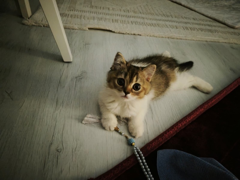 British Shorthair, Kedi  KEHRİBAR fotoğrafı