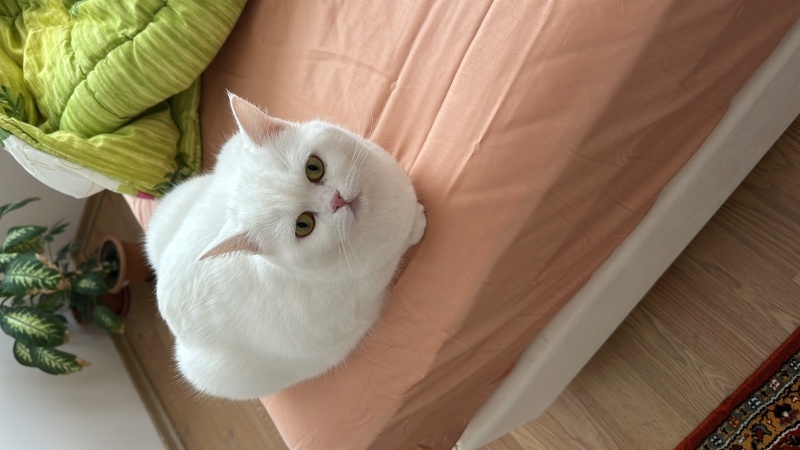 British Shorthair, Kedi  Piraye fotoğrafı