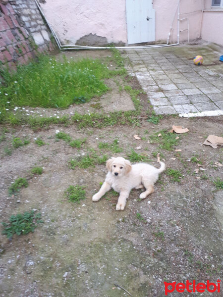 Golden Retriever, Köpek  gofret fotoğrafı