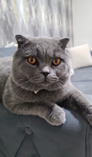 Scottish Fold, Kedi  Leo fotoğrafı