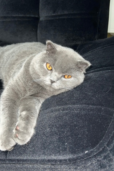 Scottish Fold, Kedi  Leo fotoğrafı