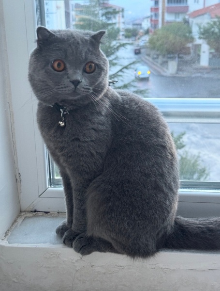 Scottish Fold, Kedi  Leo fotoğrafı