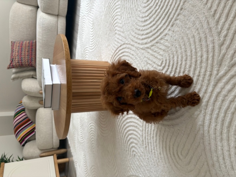 Poodle (Minyatür Kaniş), Köpek  Mars fotoğrafı