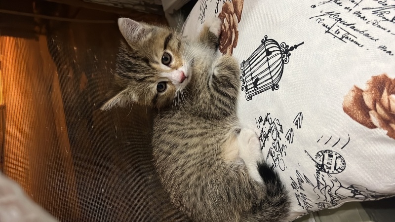 Tekir Kedi, Kedi  Micheal fotoğrafı