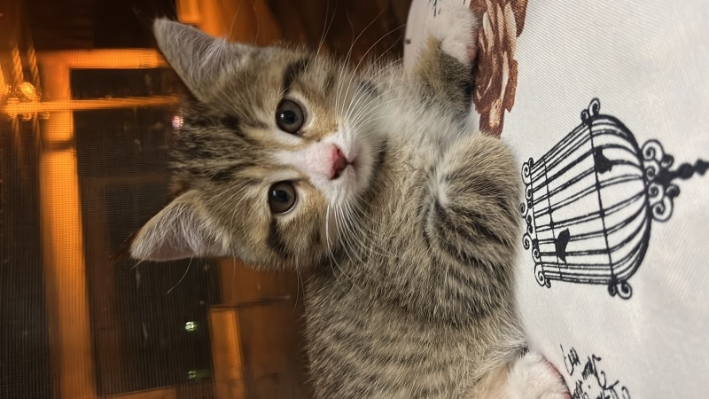 Tekir Kedi, Kedi  Micheal fotoğrafı