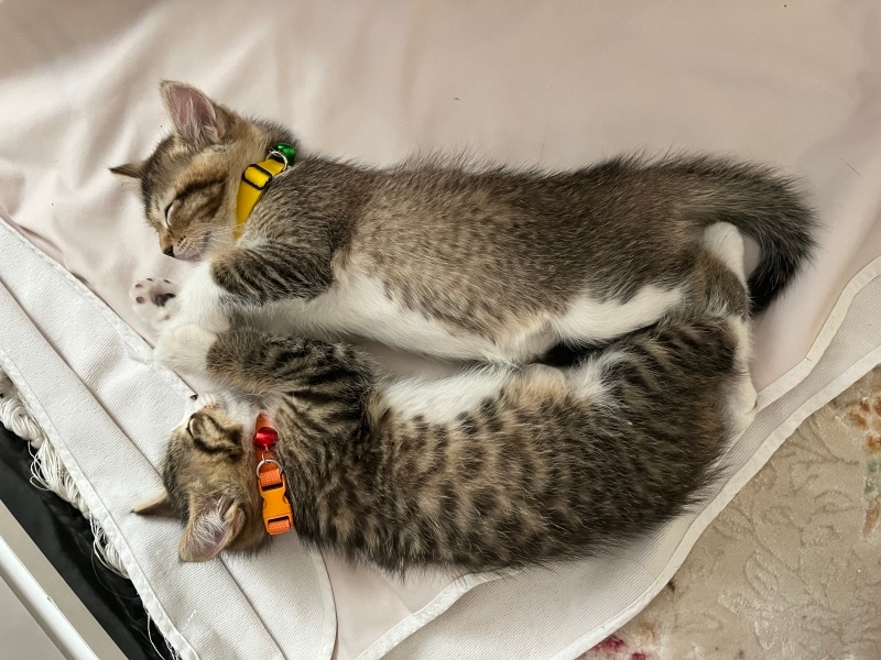 Tekir Kedi, Kedi  Micheal fotoğrafı