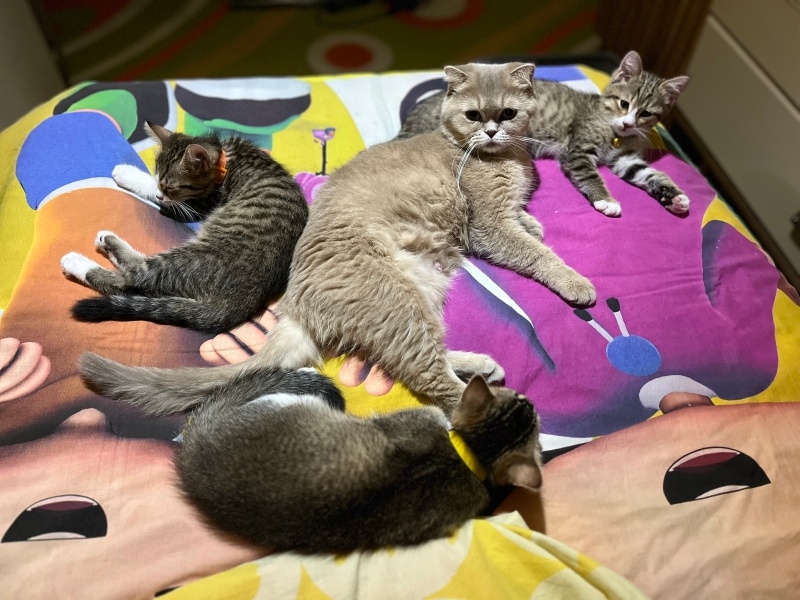 Tekir Kedi, Kedi  Micheal fotoğrafı