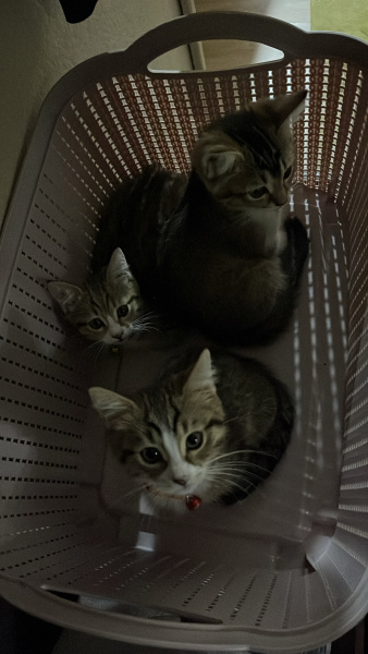 Tekir Kedi, Kedi  Micheal fotoğrafı