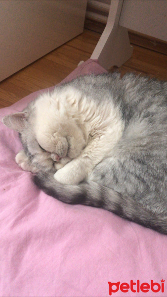 British Shorthair, Kedi  Duman fotoğrafı