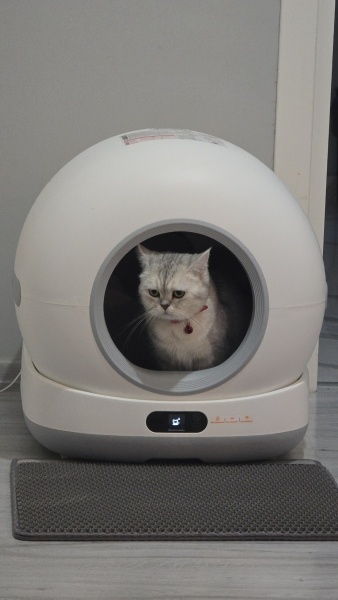 British Shorthair, Kedi  Suki fotoğrafı