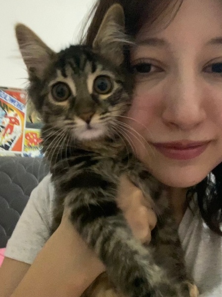 Tekir Kedi, Kedi  pixie fotoğrafı