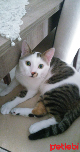Tekir Kedi, Kedi  Köpük fotoğrafı