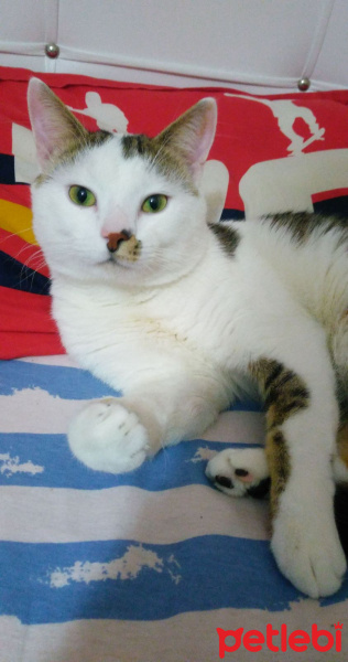 Tekir Kedi, Kedi  Köpük fotoğrafı