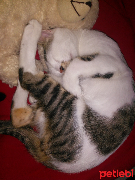 Tekir Kedi, Kedi  Köpük fotoğrafı