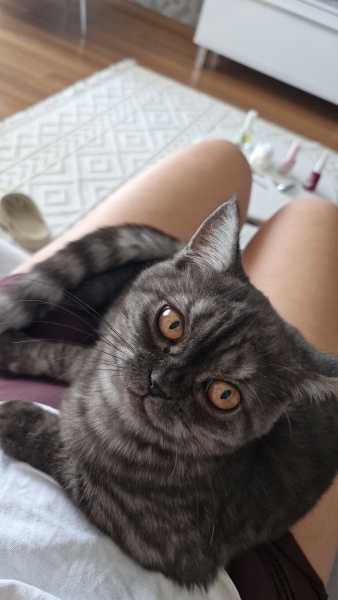 British Shorthair, Kedi  Lokum fotoğrafı