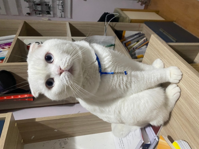 Scottish Fold, Kedi  Behlül fotoğrafı