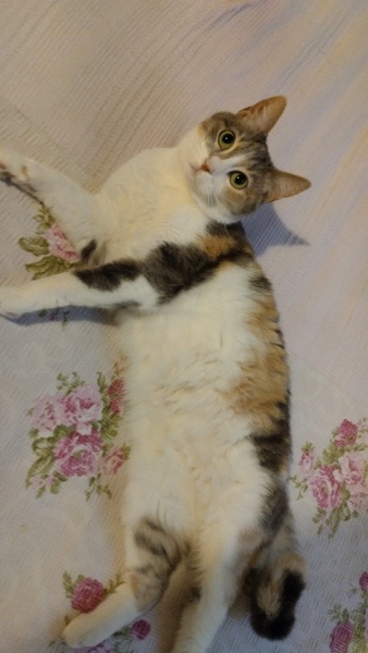 Tekir Kedi, Kedi  dudu fotoğrafı