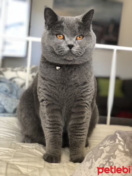 British Shorthair, Kedi  Alex fotoğrafı