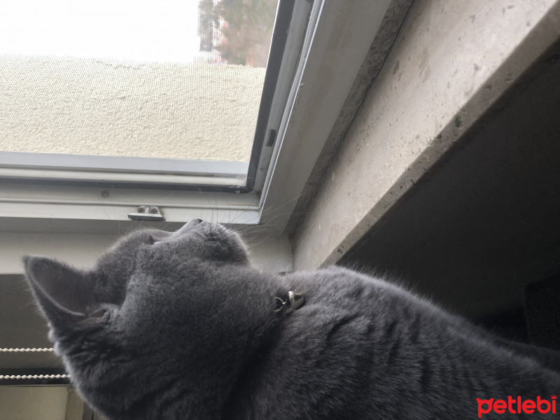 British Shorthair, Kedi  Alex fotoğrafı