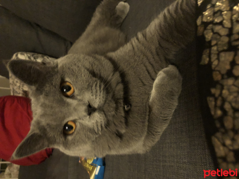 British Shorthair, Kedi  Alex fotoğrafı