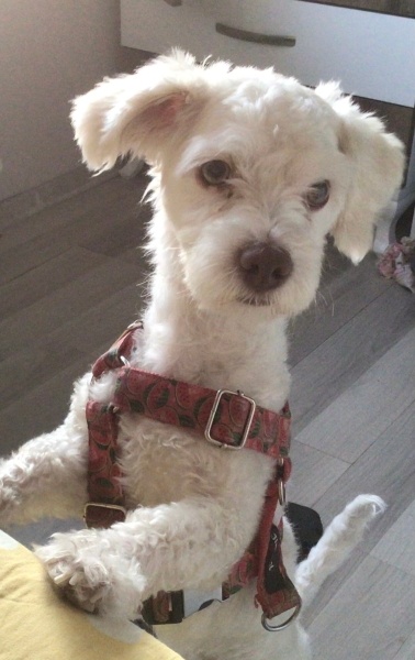 Maltese, Köpek  Toprak fotoğrafı
