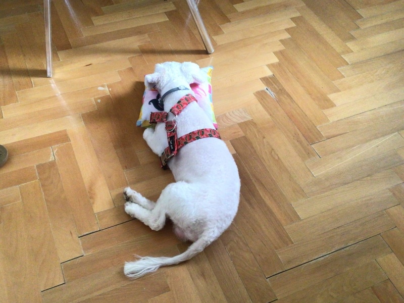 Maltese, Köpek  Toprak fotoğrafı