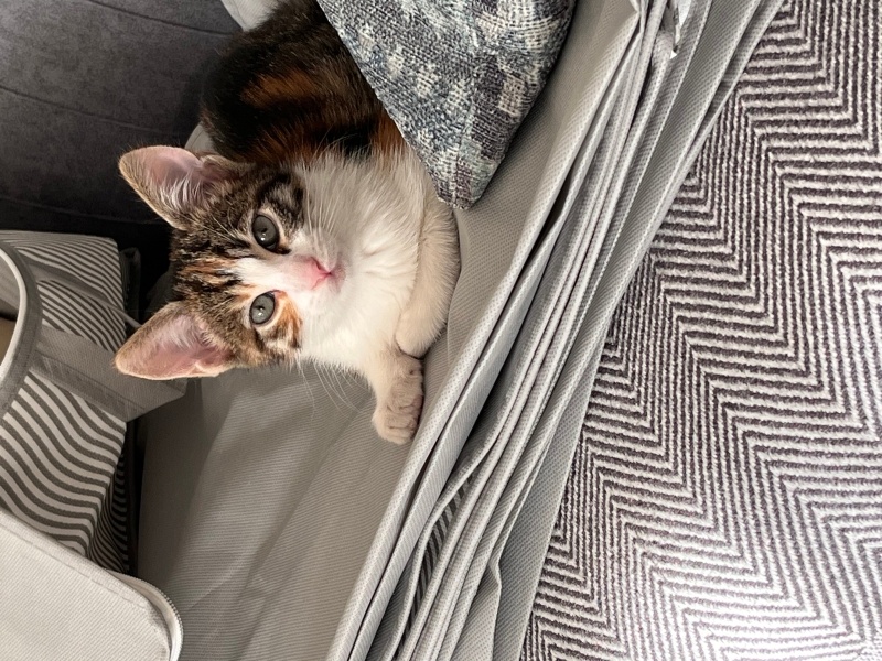 Tekir Kedi, Kedi  Reçel fotoğrafı