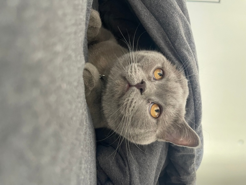 British Shorthair, Kedi  Ice fotoğrafı