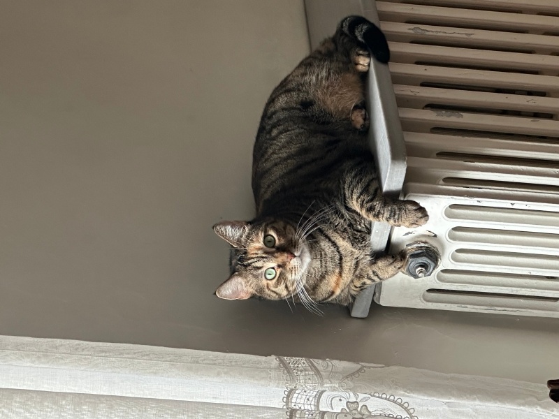 Tekir Kedi, Kedi  Arife fotoğrafı