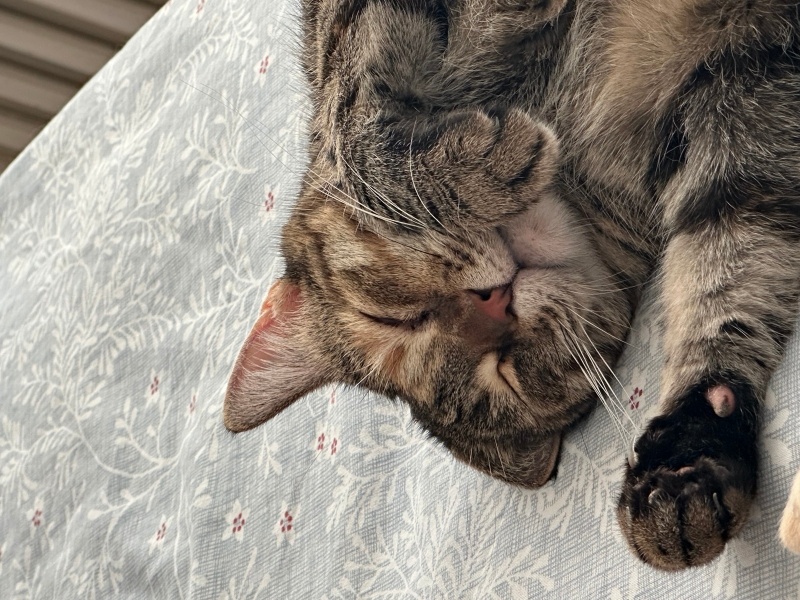 Tekir Kedi, Kedi  Arife fotoğrafı