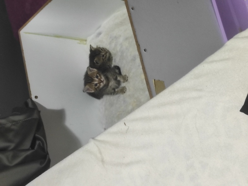 Tekir Kedi, Kedi  Minik fotoğrafı