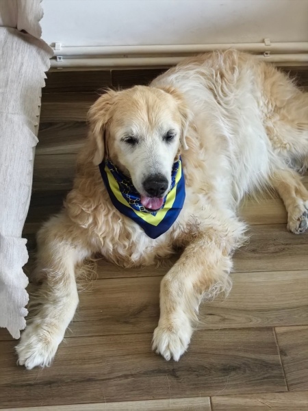 Golden Retriever, Köpek  Pişo fotoğrafı
