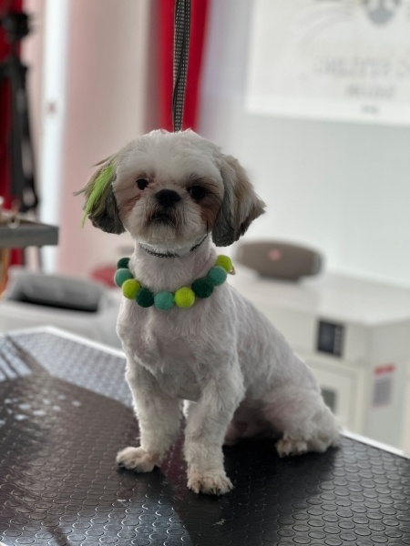 Shih Tzu, Köpek  Body fotoğrafı