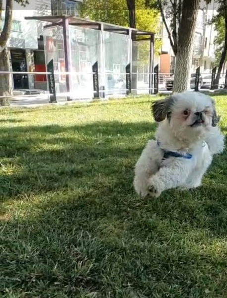 Shih Tzu, Köpek  Body fotoğrafı