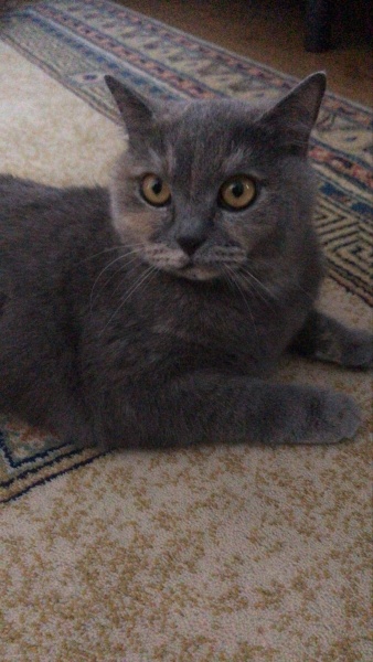 British Shorthair, Kedi  Merlin fotoğrafı