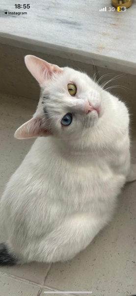 Van Kedisi, Kedi  vincent fotoğrafı