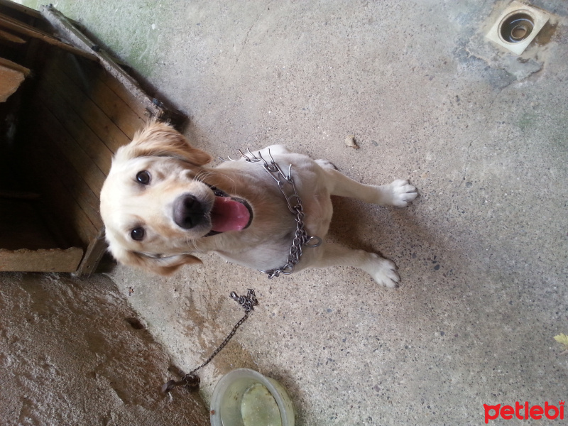 Golden Retriever, Köpek  Paşa fotoğrafı