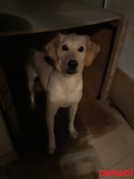 Golden Retriever, Köpek  Paşa fotoğrafı