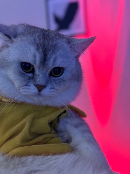 British Shorthair, Kedi  Bob fotoğrafı