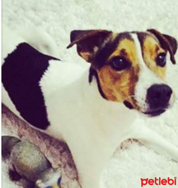 Jack Russell Terrier, Köpek  Çapa fotoğrafı