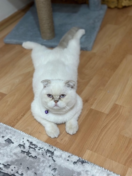 British Shorthair, Kedi  Gece fotoğrafı
